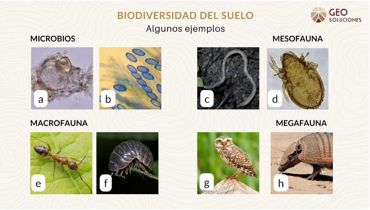 Guía Básica Para Entender La Biodiversidad Del Suelo Geosoluciones 8090